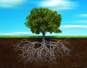 Tree-Roots