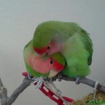 love-birds-kissing-21