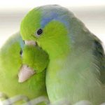 love-birds-kissing-33